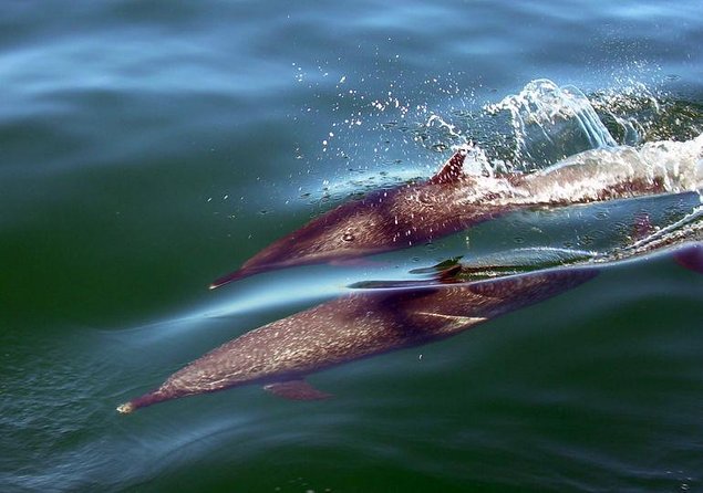 Puerto Vallarta, Luxury Sunset Sailing - Key points to know before you book