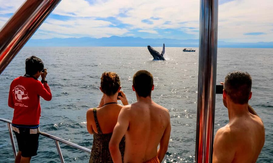 Puerto Vallarta: Mega Yacht Whale Watching Sunset Cruise - Searching Bahía de Banderas for humpback whales