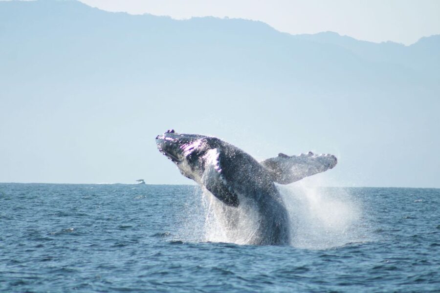 Puerto Vallarta: Mega Yacht Whale Watching Sunset Cruise - Who should book this Chica Locca cruise?