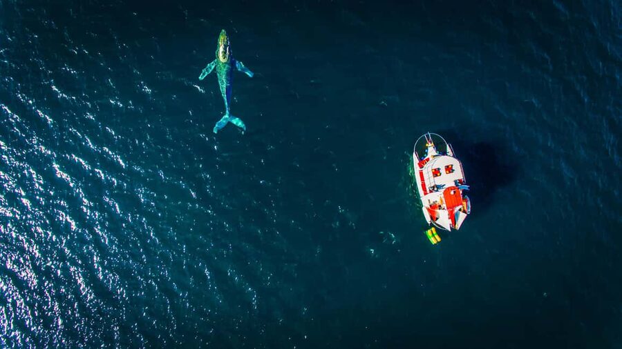 Puerto Vallarta: Mega Yacht Whale Watching Sunset Cruise - Practical details that affect your decision