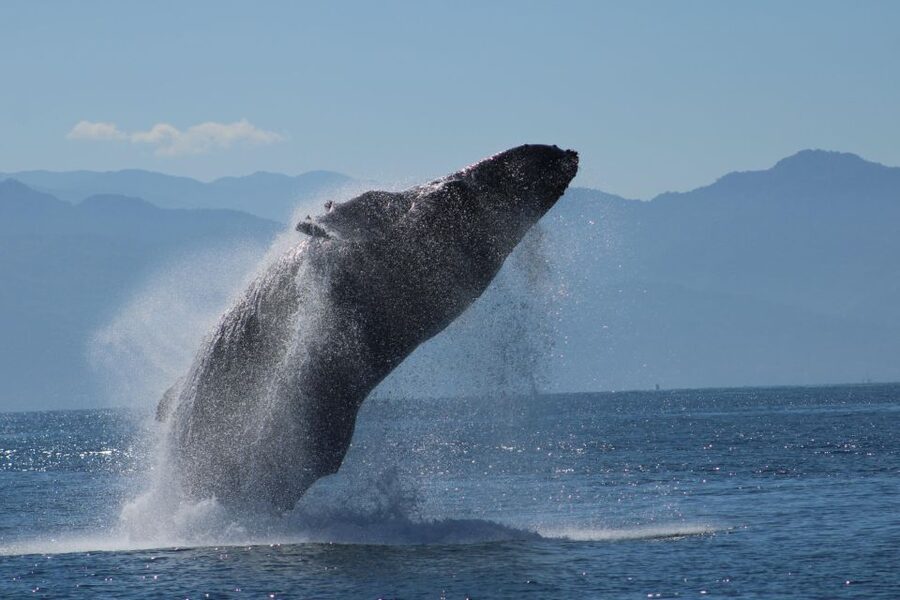 Puerto Vallarta: Mega Yacht Whale Watching Sunset Cruise - Starting at the pier and getting settled aboard