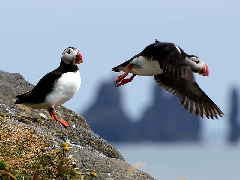 Puffin Watching Yacht Cruise from Downtown Reykjavík - Leaving Reykjavík from Ægisgarður 2