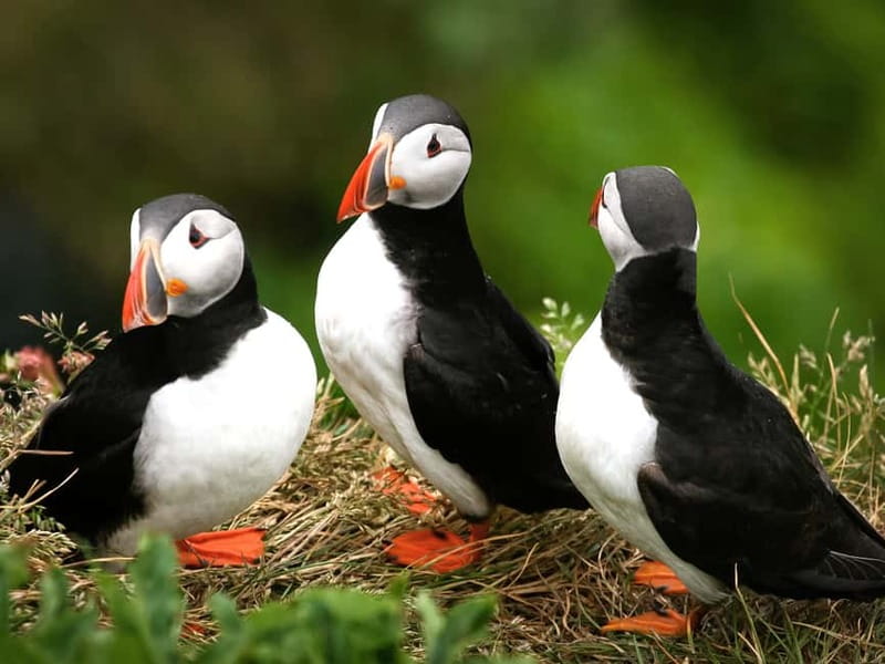 Puffin Watching Yacht Cruise from Downtown Reykjavík - The first view of Faxaflói Bay