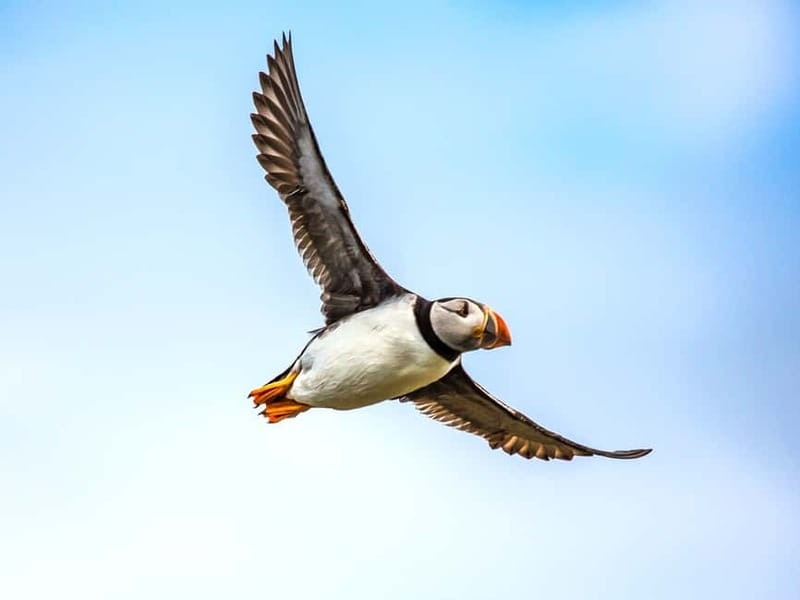Puffin Watching Yacht Cruise from Downtown Reykjavík - How close will you get to the puffins?