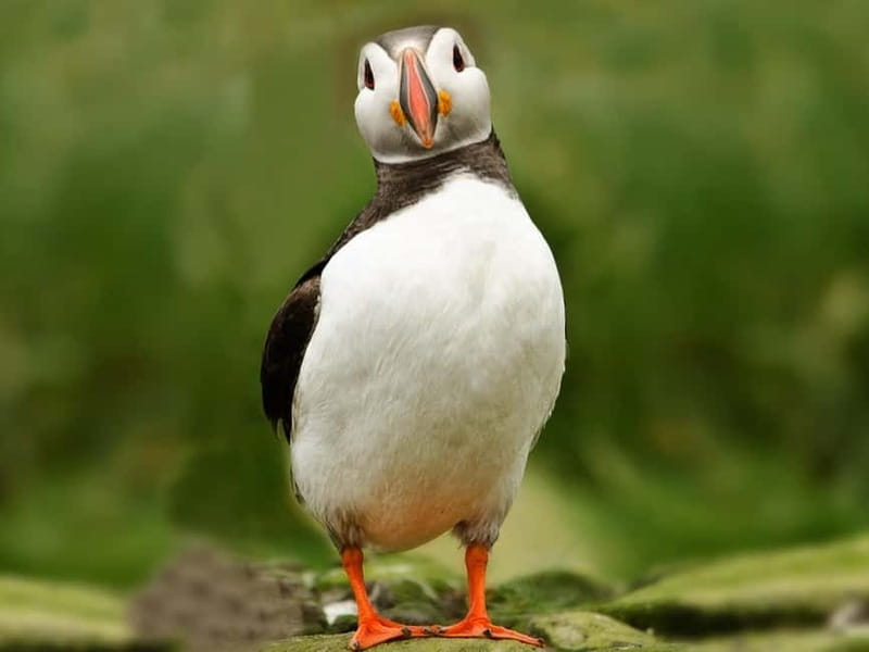 Puffin Watching Yacht Cruise from Downtown Reykjavík - Other birds and possible marine life