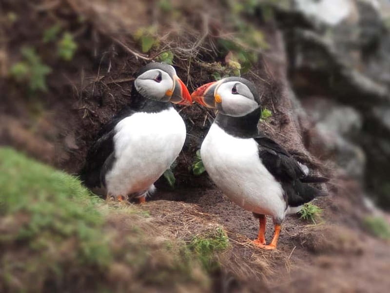 Puffin Watching Yacht Cruise from Downtown Reykjavík - A clear look at the $75 price