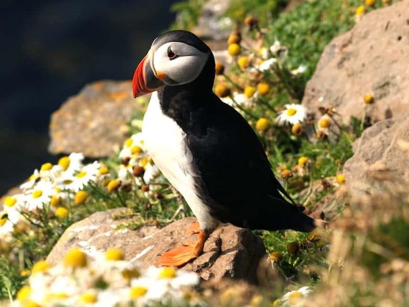 Puffin Watching Yacht Cruise from Downtown Reykjavík - Who should book this Reykjavík puffin cruise?