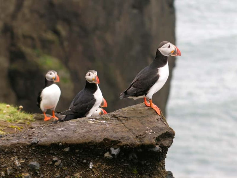 Puffin Watching Yacht Cruise from Downtown Reykjavík - Engey, Lundey, and Viðey by yacht