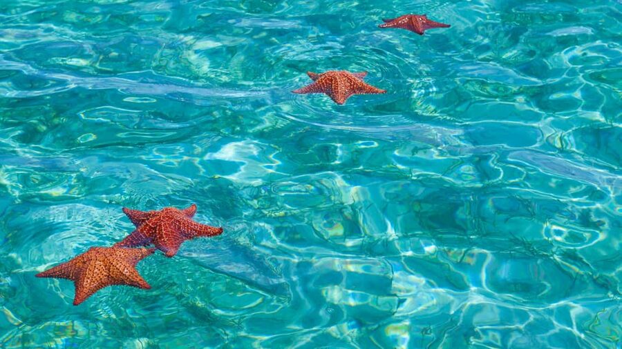 Punta Cana: Saona Island Catamaran Tour with Food & Open Bar - Buffet lunch, rum, beer, and soft drinks