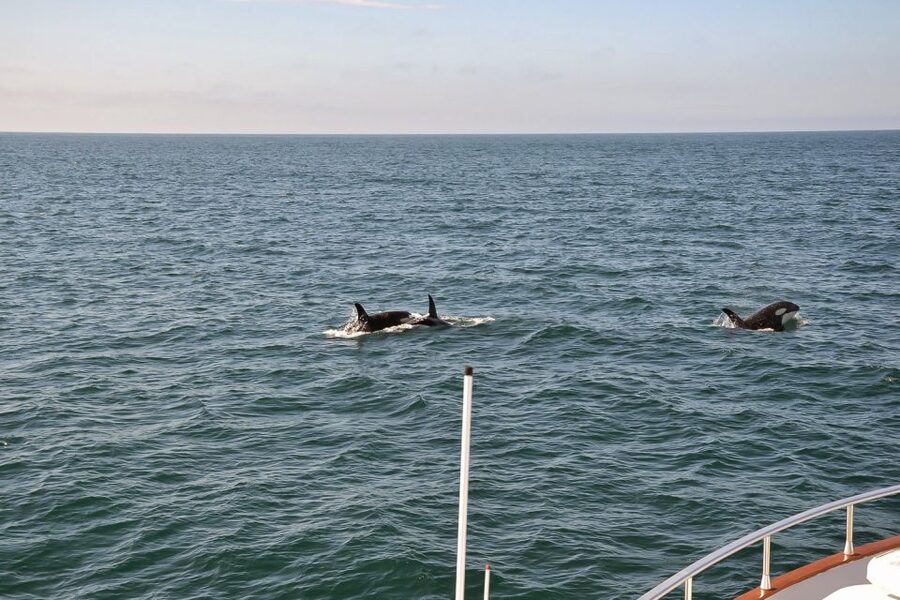 Reykjavik: Whale Watching and Dolphin Watching Yacht Cruise - Should you book Harpa Yachts?