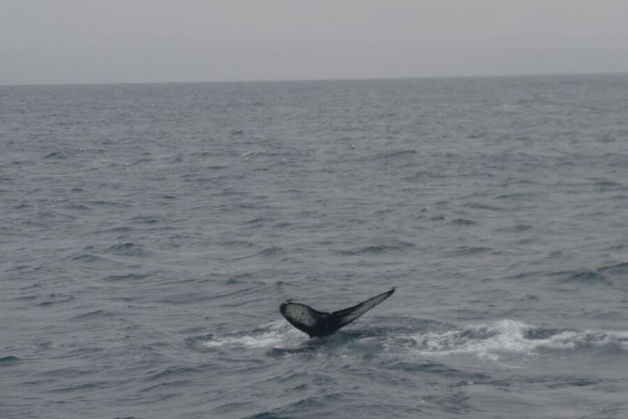 Reykjavik: Whale Watching and Dolphin Watching Yacht Cruise - Watching for whales, dolphins, and porpoises