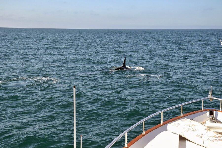 Reykjavik: Whale Watching and Dolphin Watching Yacht Cruise - How much value do you get for $106?