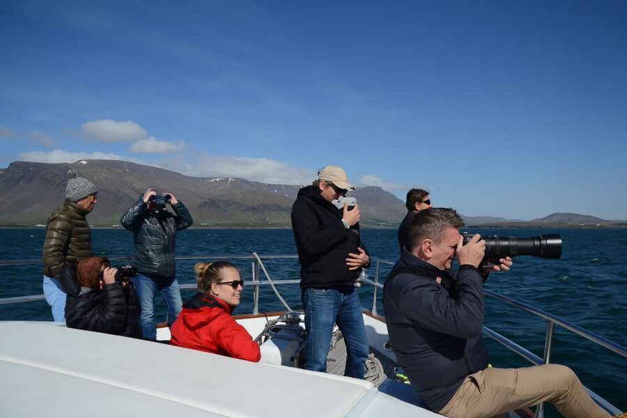 Reykjavik: Whale Watching and Dolphin Watching Yacht Cruise - Guides, captains, and the quality of the search