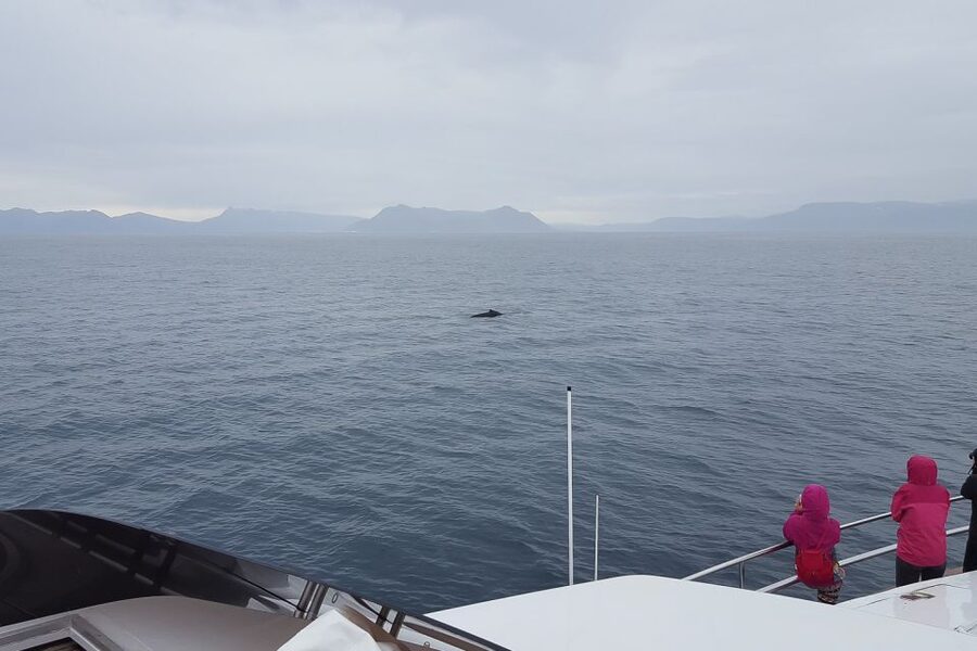 Reykjavik: Whale Watching and Dolphin Watching Yacht Cruise - Practical details before you go