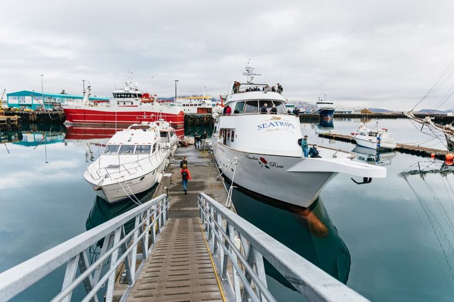 Reykjavík: Whale Watching Cruise on the Amelia Rose Yacht - Should you book the Amelia Rose?