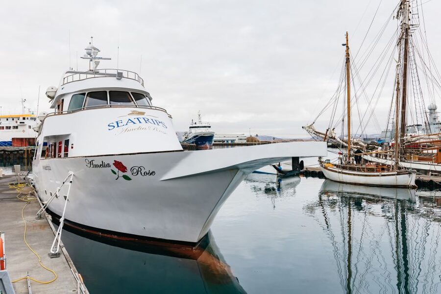 Reykjavík: Whale Watching Cruise on the Amelia Rose Yacht - The Amelia Rose is part of the experience