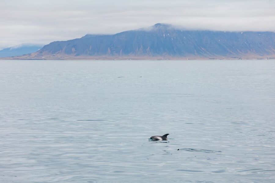 Reykjavík: Whale Watching Cruise on the Amelia Rose Yacht - What a strong sighting can look like