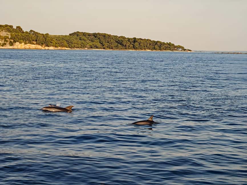 Rovinj: Sunset & dolphin group tours with Catamaran - Who will enjoy this Rovinj boat tour most