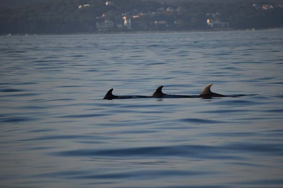 Rovinj: Sunset & dolphin group tours with Catamaran - Massimo’s local stories are part of the route