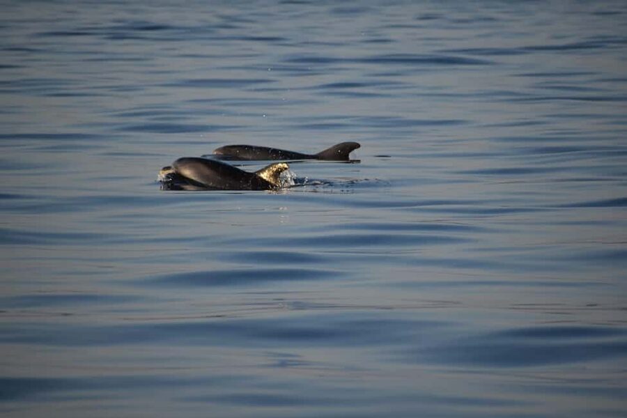 Rovinj: Sunset & dolphin group tours with Catamaran - Comfort, group size, and the front net