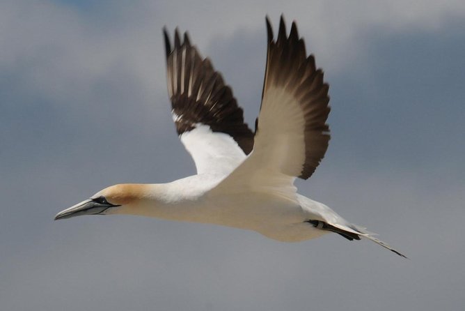 Sailing and Wildlife Tour Akaroa Fox II Sailing - How the 2-hour-45-minute itinerary works