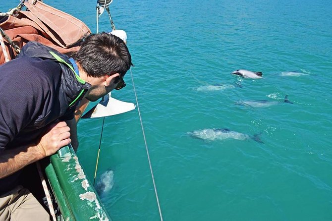 Sailing and Wildlife Tour Akaroa Fox II Sailing - Is $89.98 a fair price?