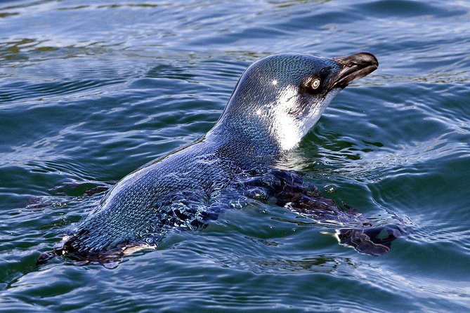 Sailing and Wildlife Tour Akaroa Fox II Sailing - Who will enjoy this sailing most?
