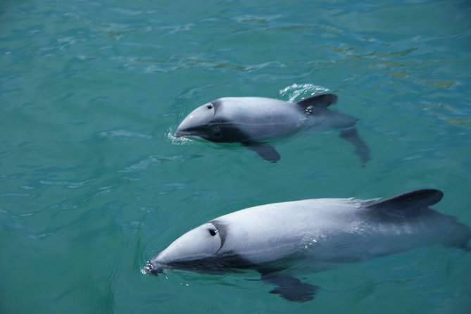 Sailing and Wildlife Tour Akaroa Fox II Sailing - Seals, penguins, and albatross