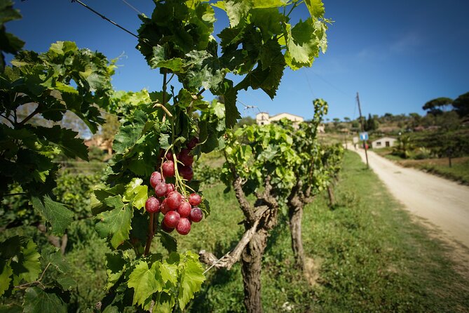 Sailing and Wine Tasting Experience Small Group in Barcelona - Key points to know before you book