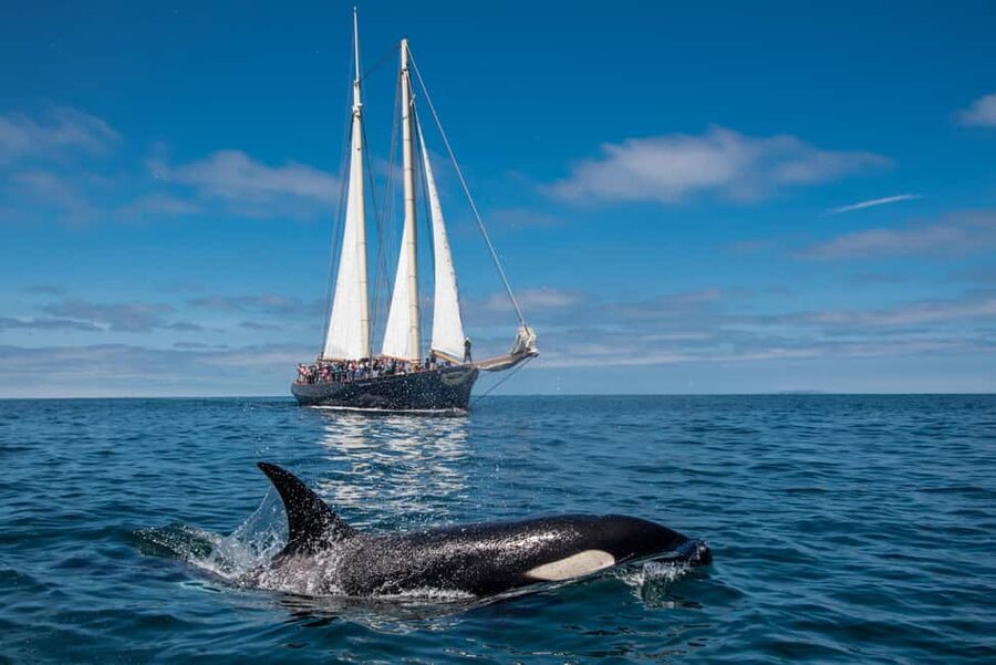 San Diego: Whale Watching Cruise on the Yacht America - Key points to know before you book