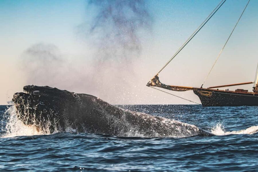 San Diego: Whale Watching Cruise on the Yacht America - Four hours aboard the yacht America