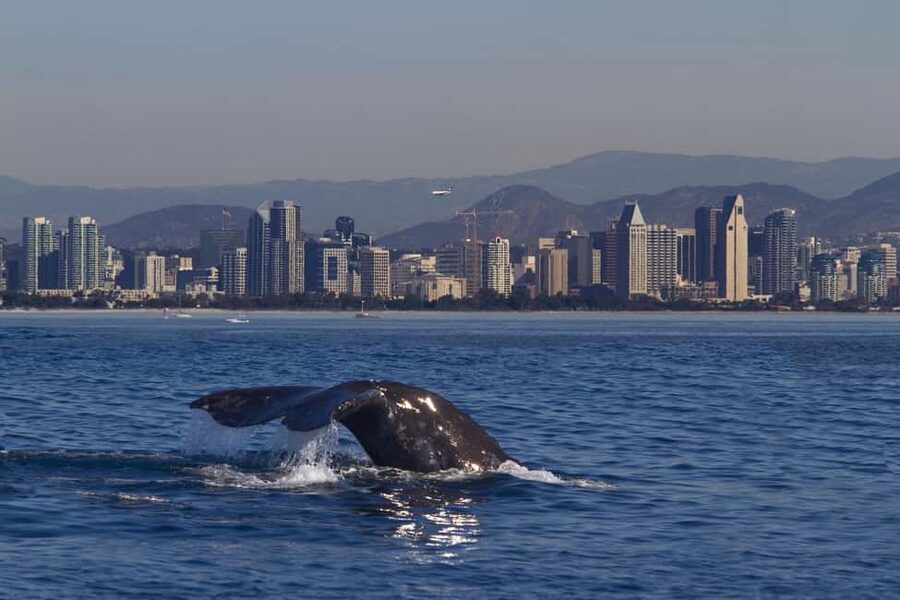 San Diego: Whale Watching Cruise on the Yacht America - The departure at Shelter Island