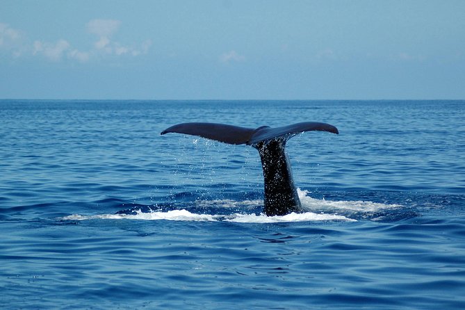 Seaborn Catamaran trips - Booking rules that can affect your plans