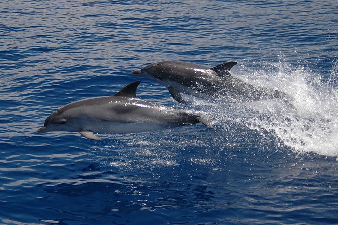 Seaborn Catamaran trips - Who will enjoy the Seaborn Catamaran trip?