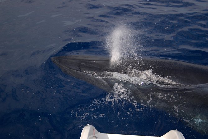 Seaborn Catamaran trips - Cabo Girão and Madeira from offshore