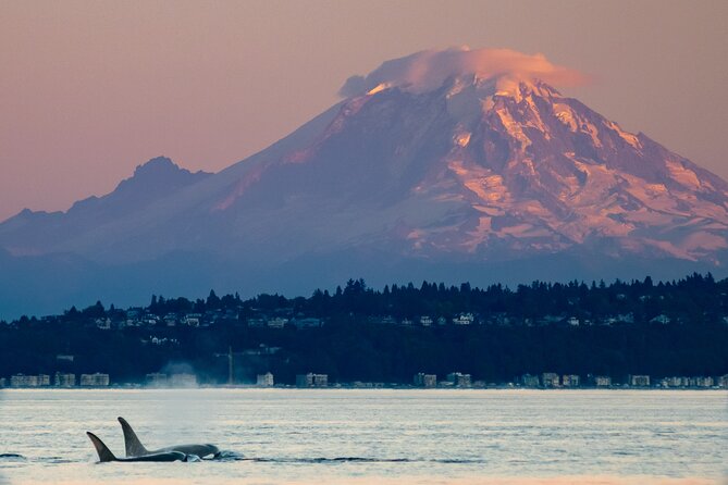 Seattle Sunset Sail BYOB - Crew style: friendly, helpful, and not overbearing