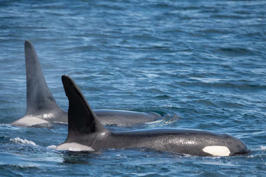 Seward: Kenai Fjords National Park Catamaran Cruise w/Lunch - What the guides add to the day