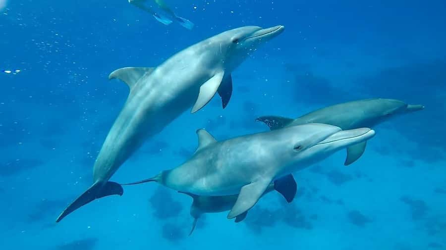 Sharm El Sheikh: Day sail to White island and Ras Mohamed - White Island and the changing tide