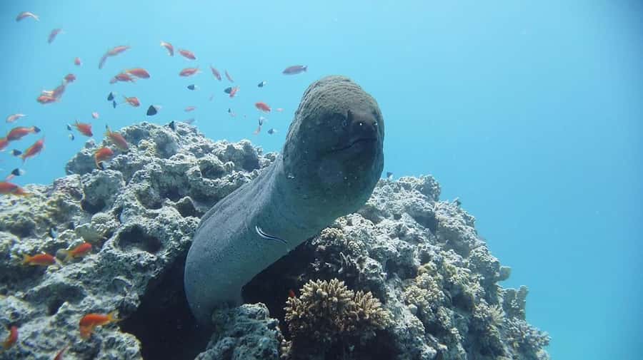 Sharm El Sheikh: Day sail to White island and Ras Mohamed - Lunch on the yacht