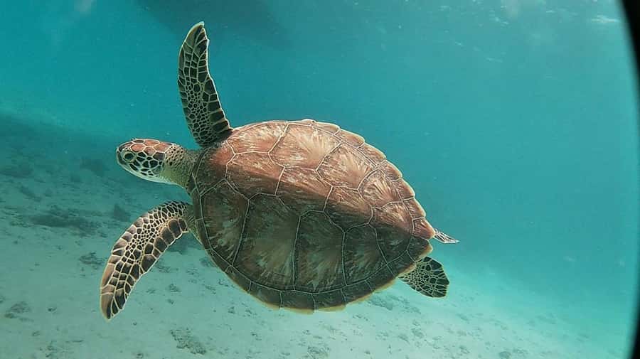 Sharm El Sheikh: Day sail to White island and Ras Mohamed - How much value do you get for $31?