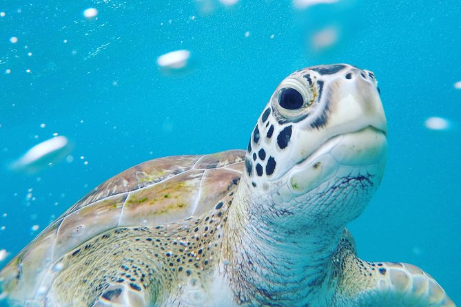 Shasa private catamran sailing cruise, Snorkel with turtles. - Why a 10-person catamaran changes the day
