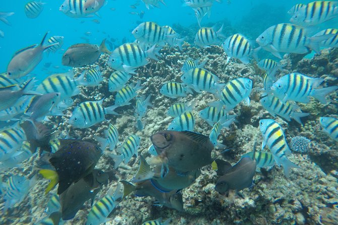 Shasa private catamran sailing cruise, Snorkel with turtles. - Who will enjoy this most