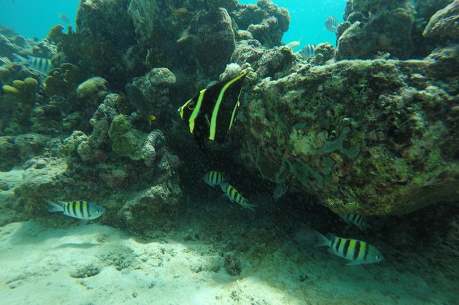 Shasa private catamran sailing cruise, Snorkel with turtles. - Practical details that affect your decision