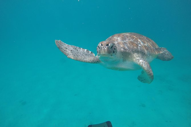 Shasa private catamran sailing cruise, Snorkel with turtles. - Leaving from The Sandpiper in Holetown