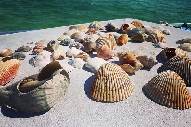 Shell Island Snorkel and Dolphin Catamaran Cruise with Island Time - The Crew Sets the Tone