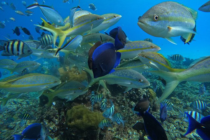 Short Excursion 4-Hour Party Catamaran and Snorkeling - A reef trip with a party boat finish