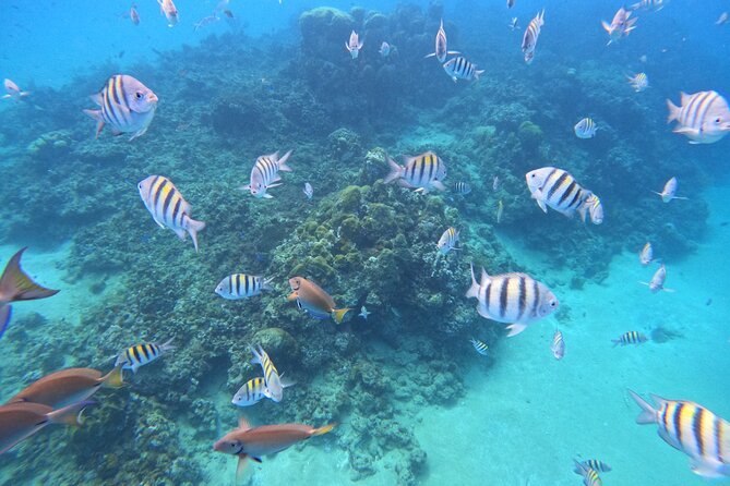 Short Excursion 4-Hour Party Catamaran and Snorkeling - Timing, pickup, and group size