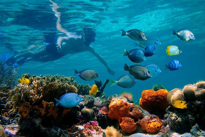 Short Excursion 4-Hour Party Catamaran and Snorkeling - What happens around Sosua’s reef sites