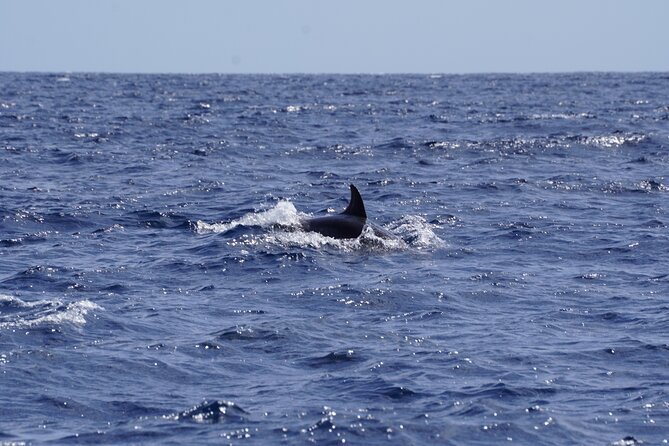 Small Group Dolphin Sunset Tour on Electric Sailing Boat Denia - Raoul and his partner set the tone