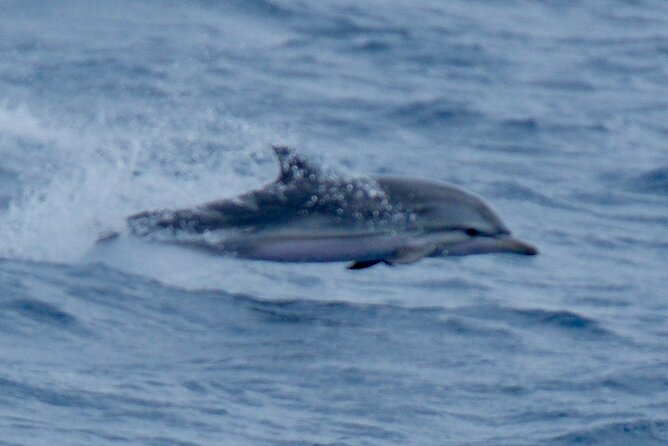 Small Group Dolphin Sunset Tour on Electric Sailing Boat Denia - What is served during the 2.5 hours